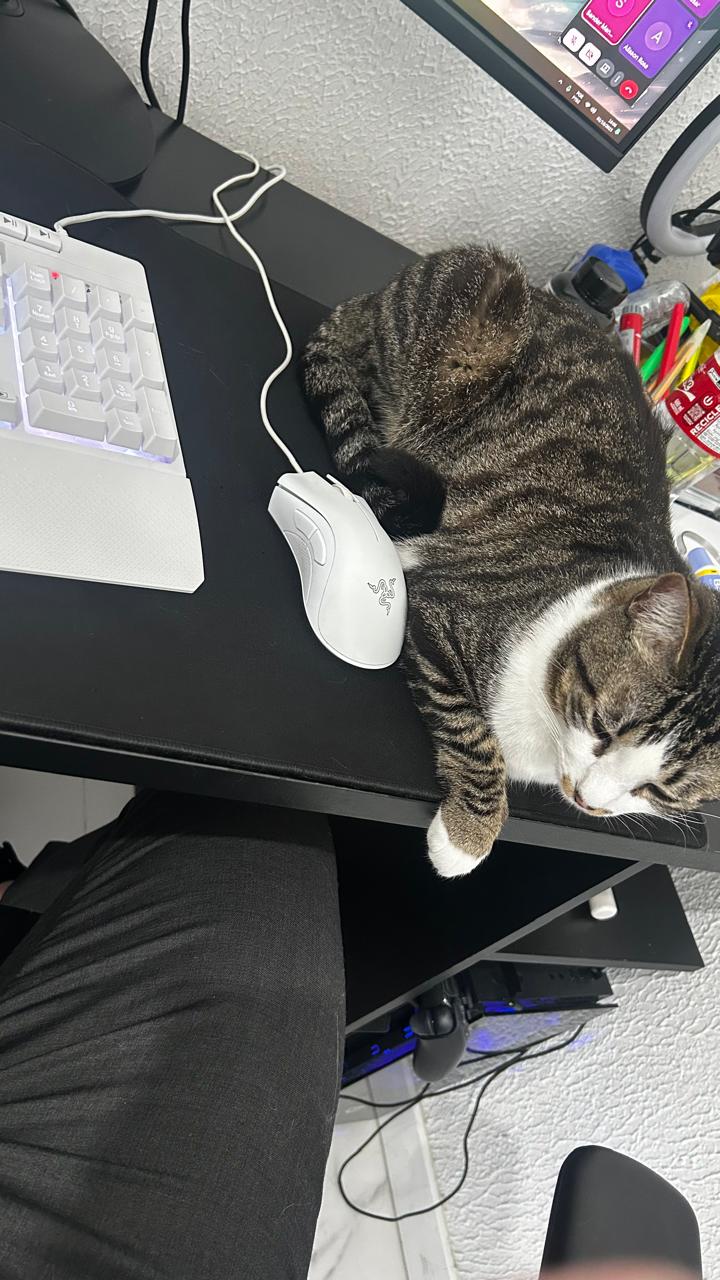 Gato 1 — Conselheiro Sênior