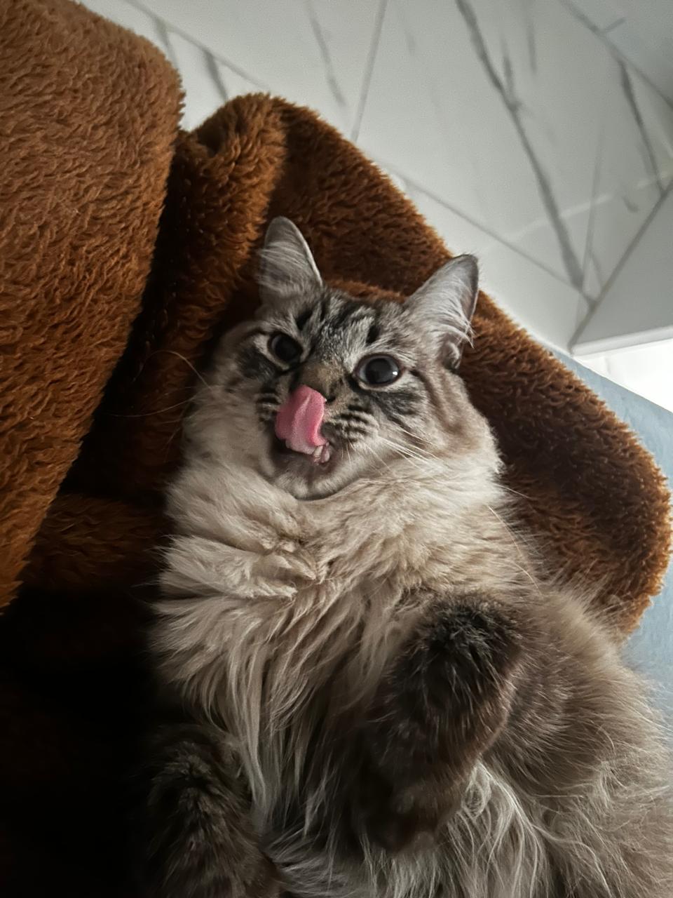 Gato 3 — VP de Cochilo