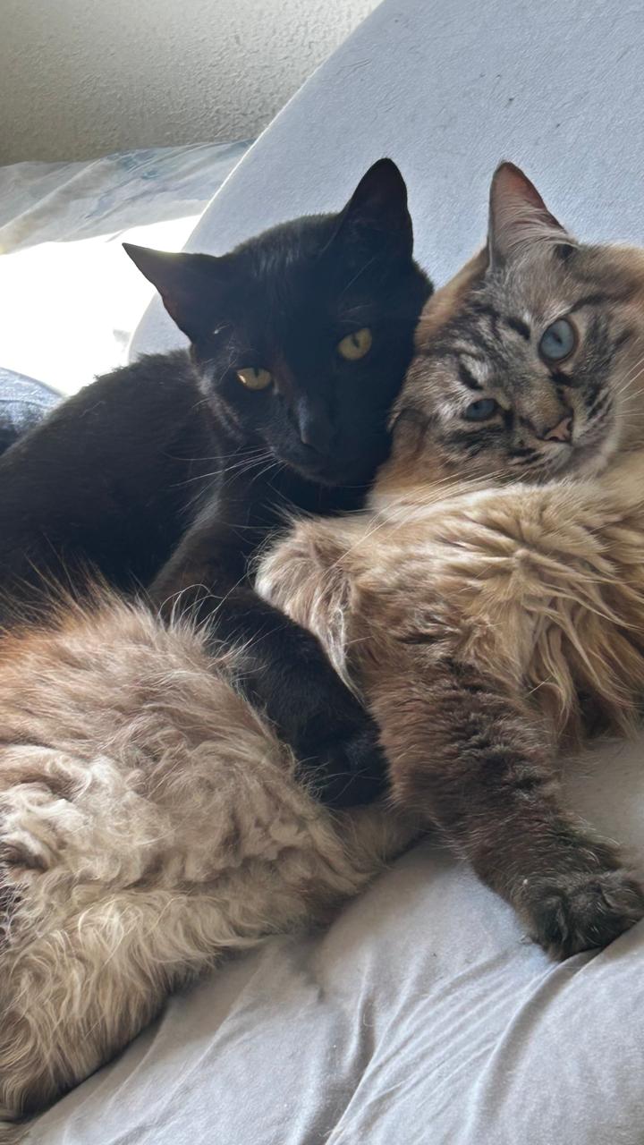 Gato 5 — Auditor de janelas
