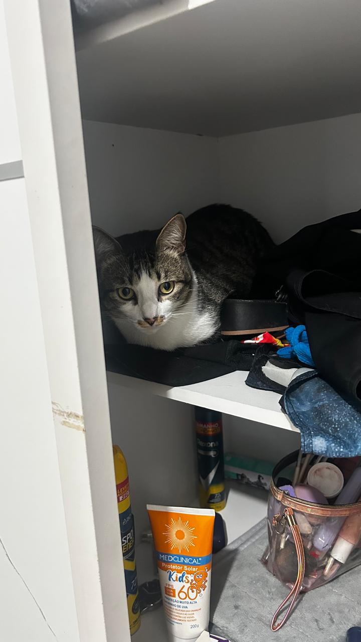 Gato 6 — Chefe de relações públicas